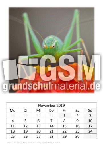 November_Grüne Laubheuschrecke.pdf